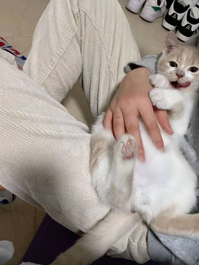 猫图片|宠物猫|猫咪|