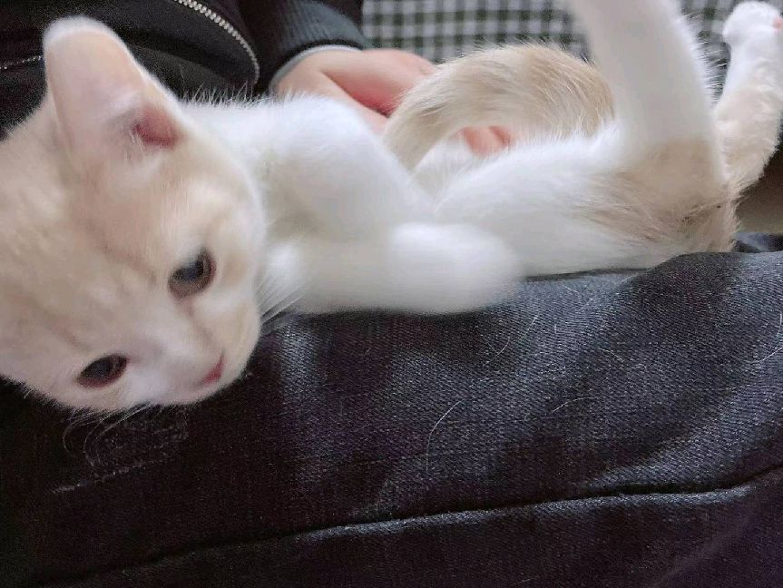 猫图片|宠物猫|猫咪|