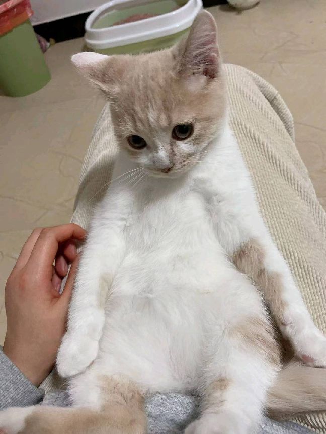 猫图片|宠物猫|猫咪|