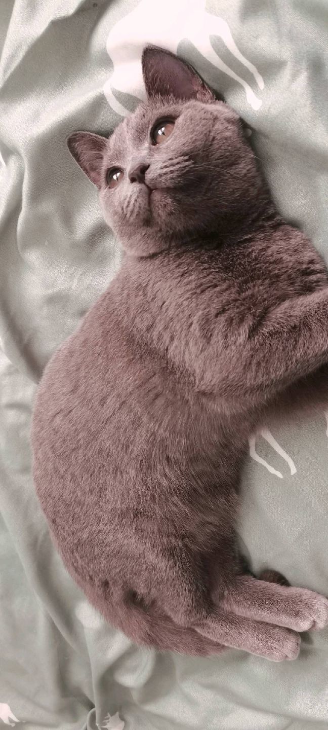 猫图片|宠物猫|猫咪|