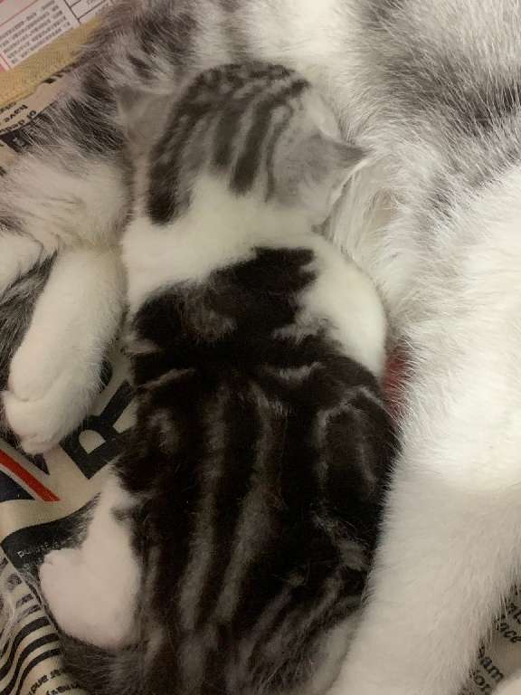 猫图片|宠物猫|猫咪|