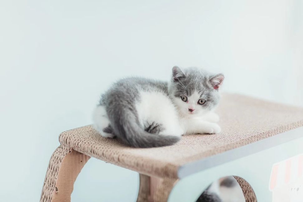 猫图片|宠物猫|猫咪|