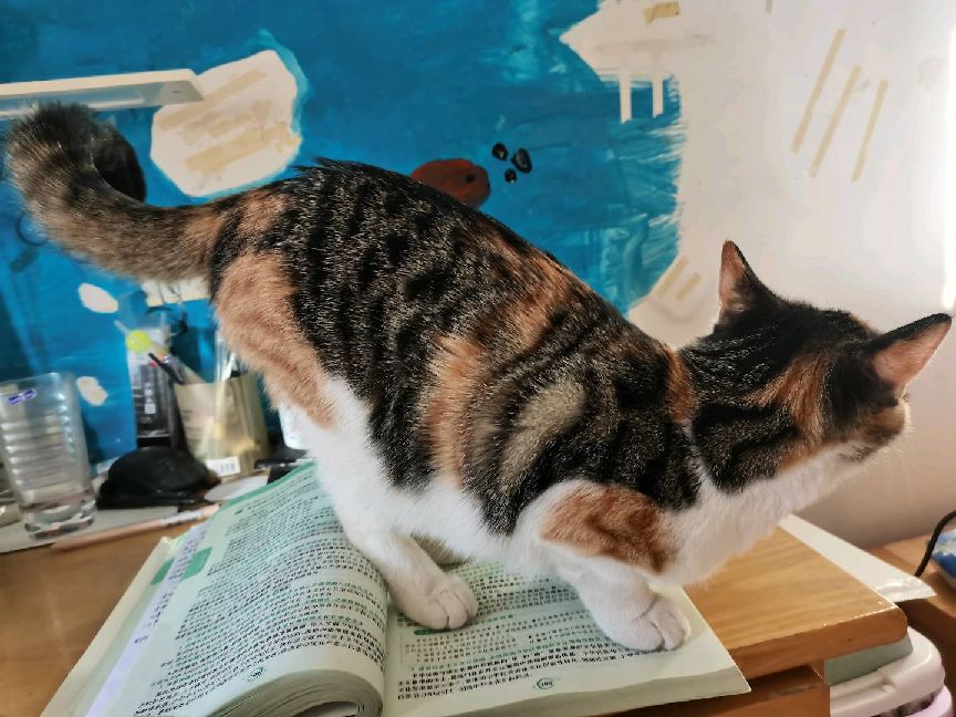 猫图片|宠物猫|猫咪|