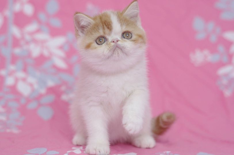 猫图片|宠物猫|猫咪|