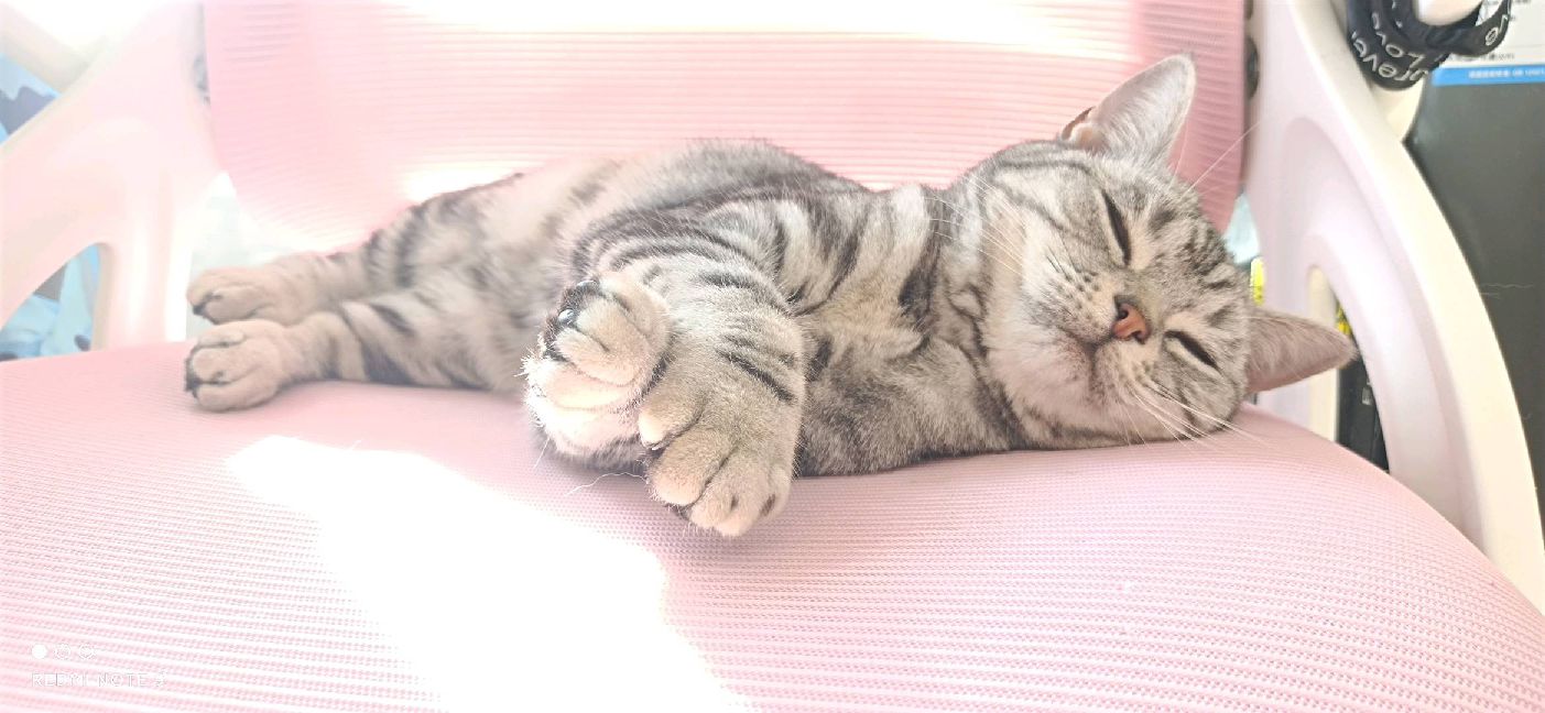 猫图片|宠物猫|猫咪|
