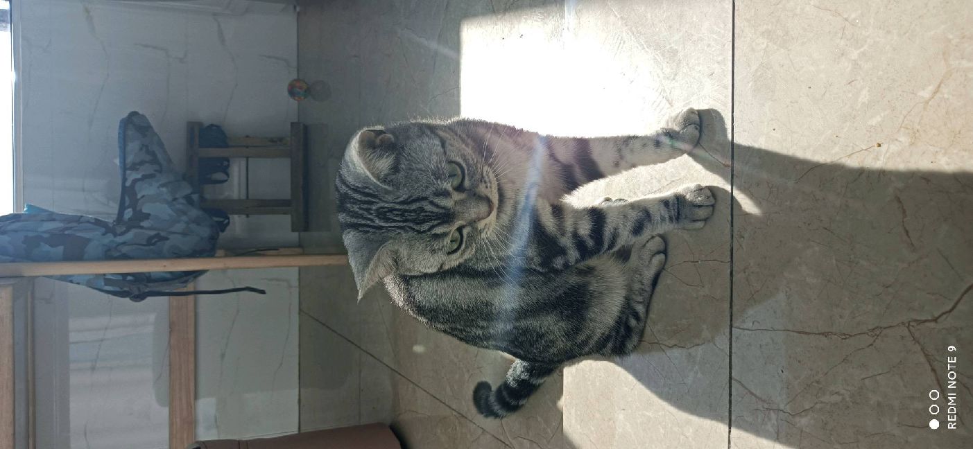 猫图片|宠物猫|猫咪|
