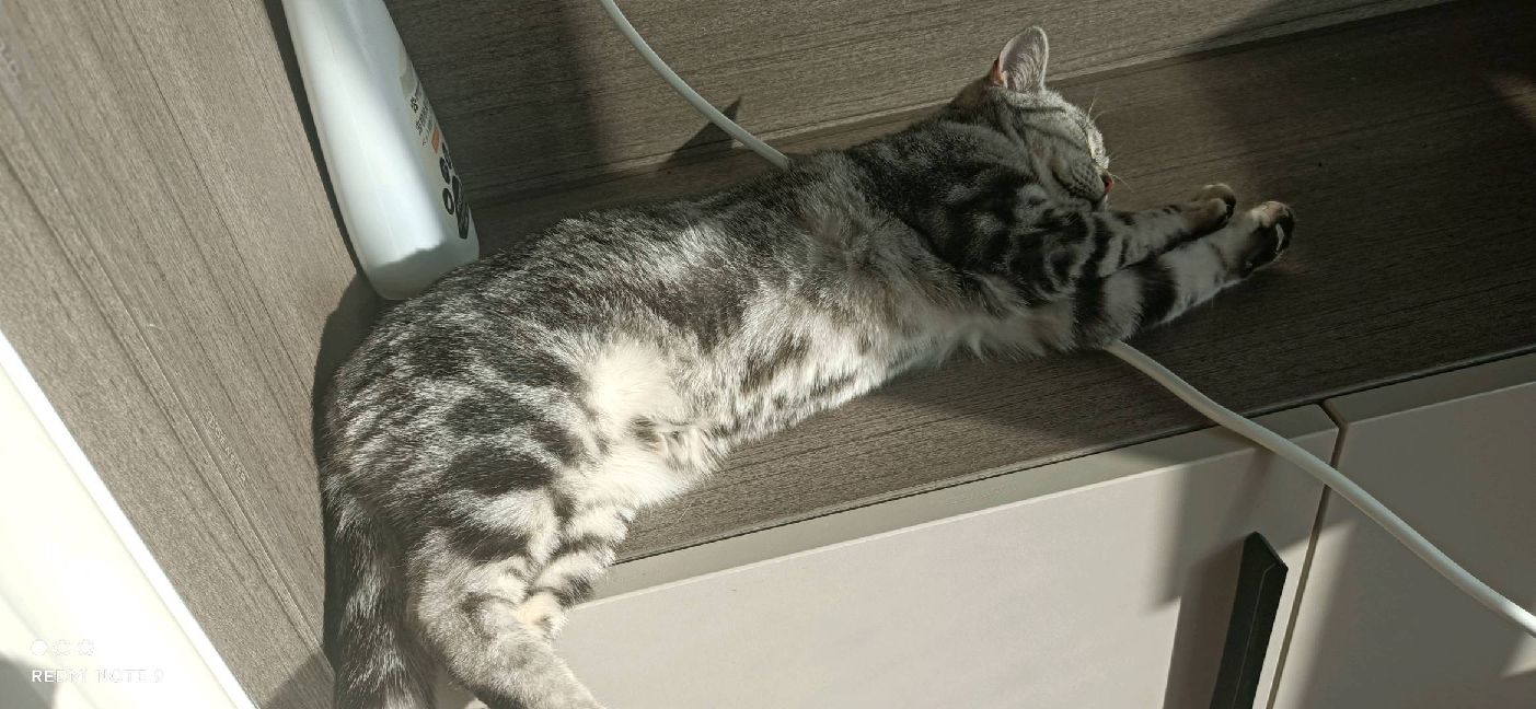 猫图片|宠物猫|猫咪|