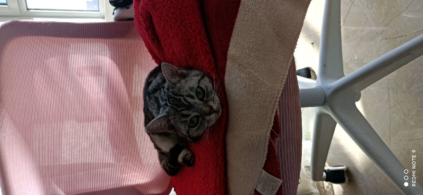 猫图片|宠物猫|猫咪|