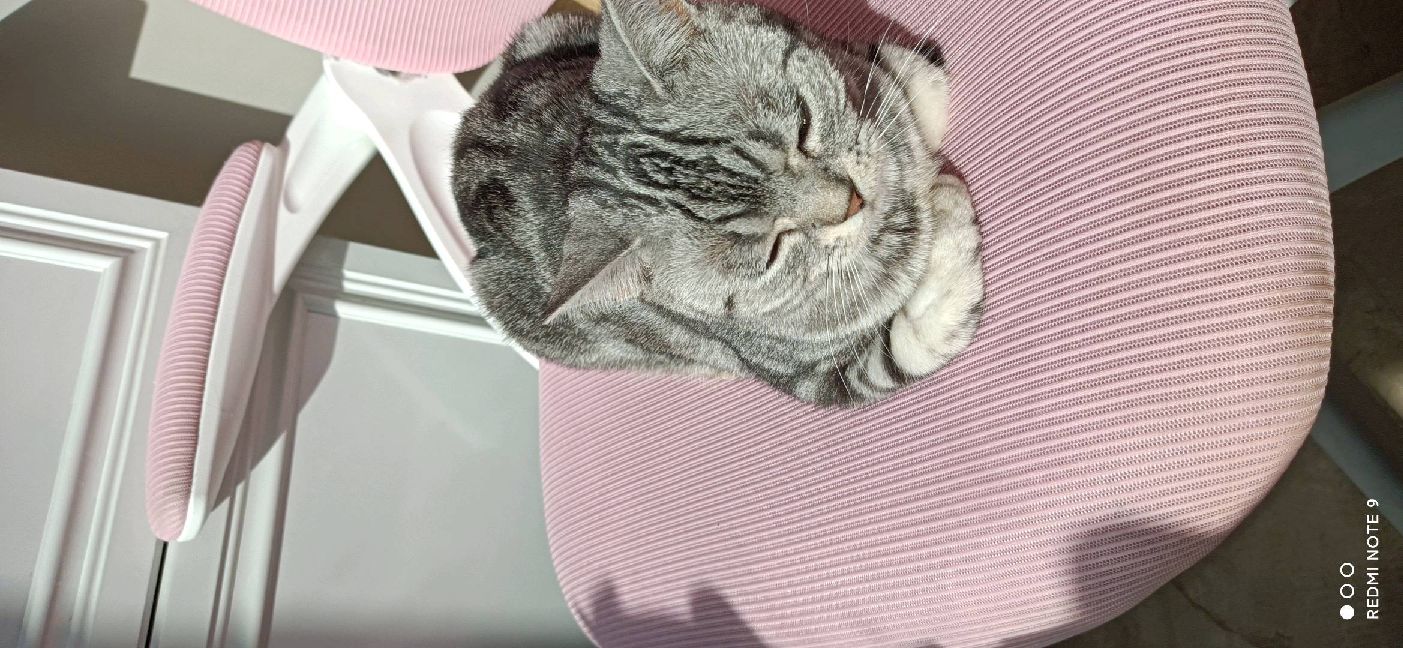猫图片|宠物猫|猫咪|