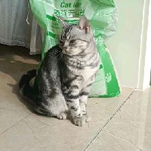 猫图片|宠物猫|猫咪|