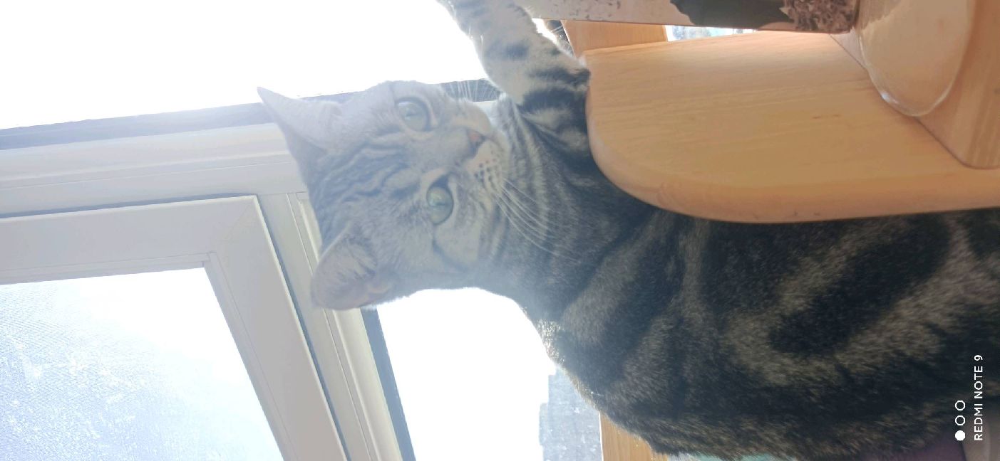 猫图片|宠物猫|猫咪|