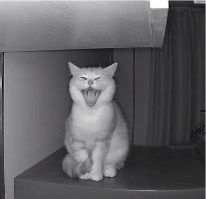 猫图片|宠物猫|猫咪|