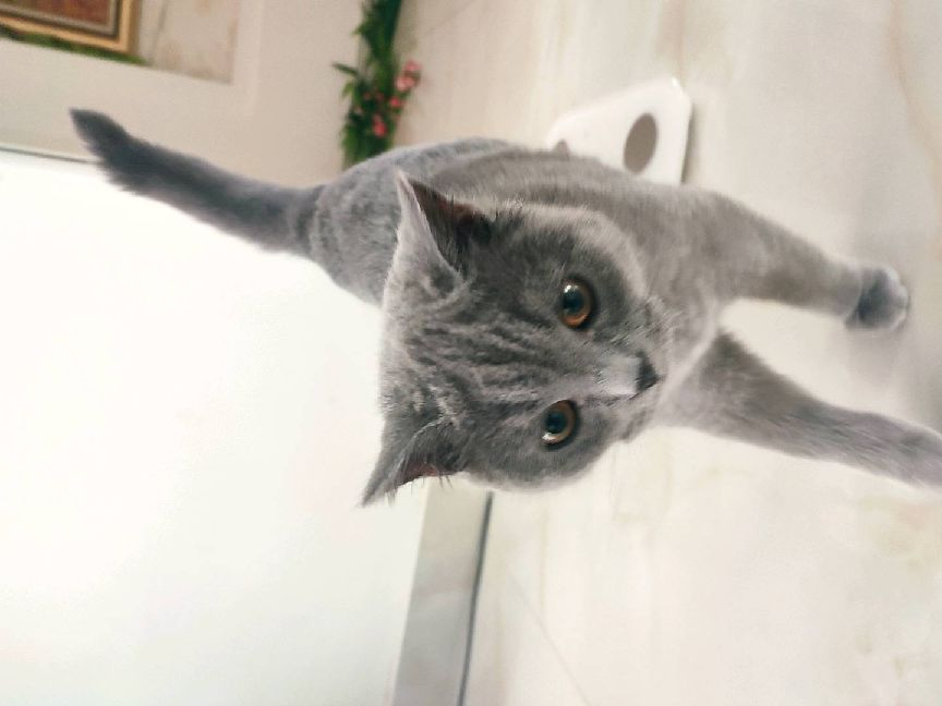 猫图片|宠物猫|猫咪|