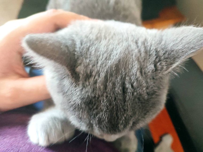 猫图片|宠物猫|猫咪|