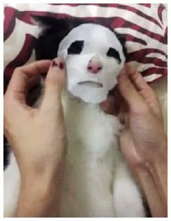 猫图片|宠物猫|猫咪|