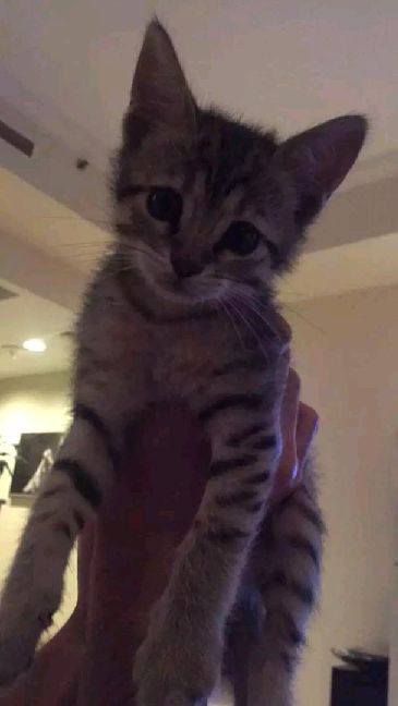 猫图片|宠物猫|猫咪|