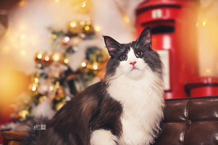 猫图片|宠物猫|猫咪|