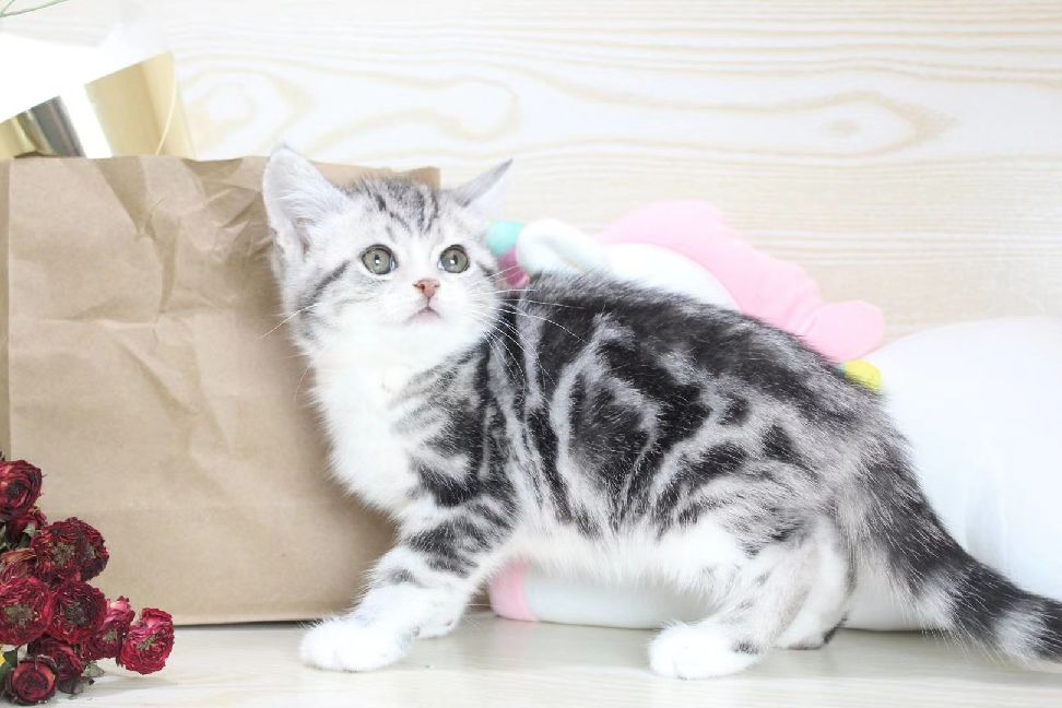 猫图片|宠物猫|猫咪|