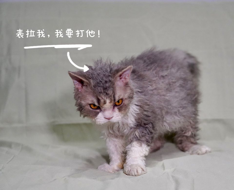 猫图片|宠物猫|猫咪|