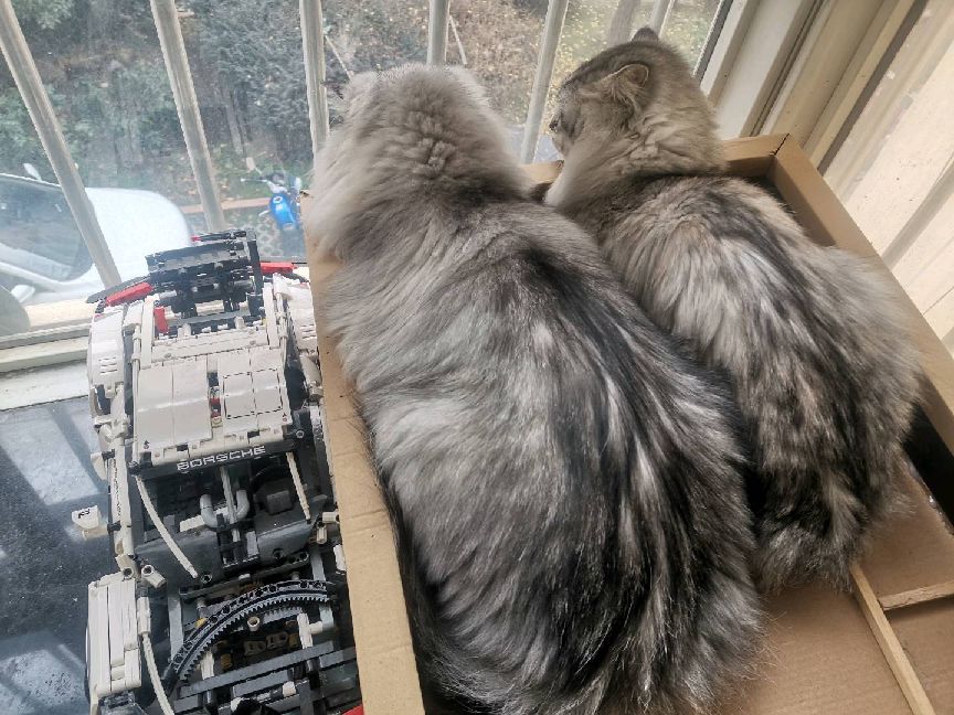 猫图片|宠物猫|猫咪|