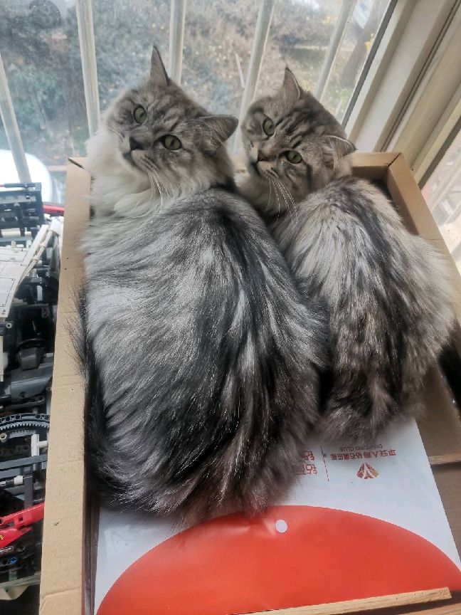 猫图片|宠物猫|猫咪|