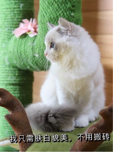 猫图片|宠物猫|猫咪|