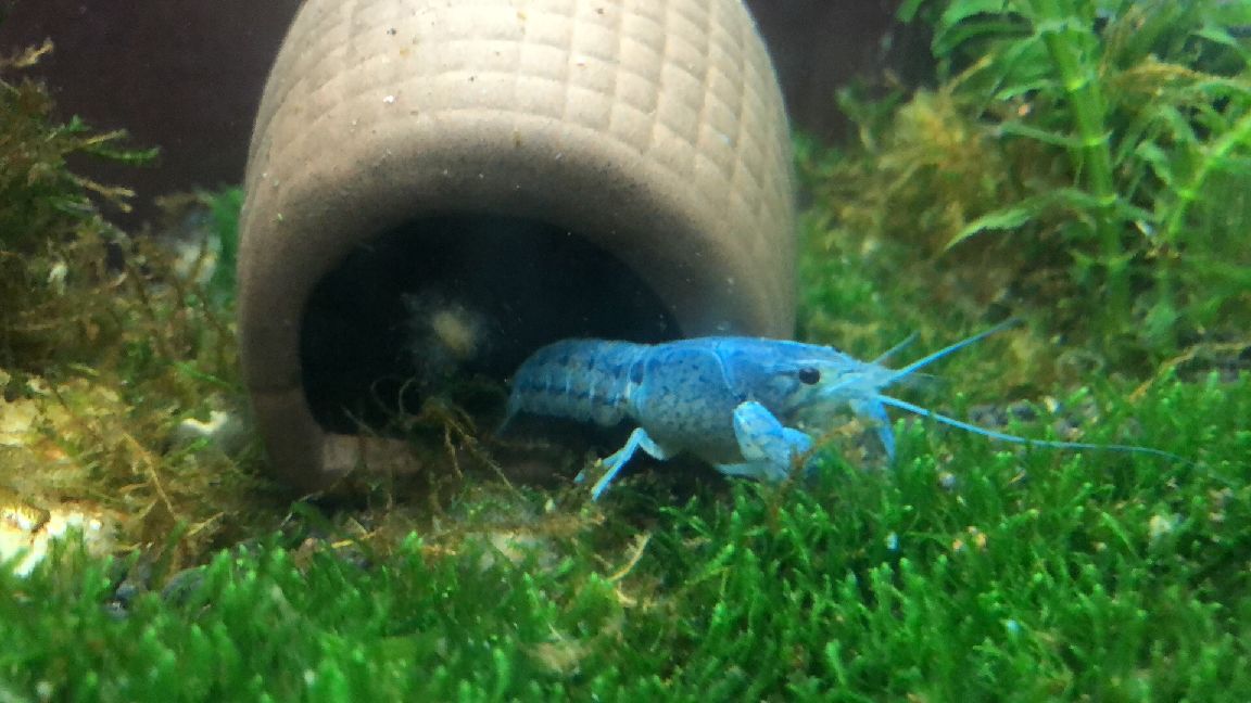 猫图片|宠物猫|猫咪|