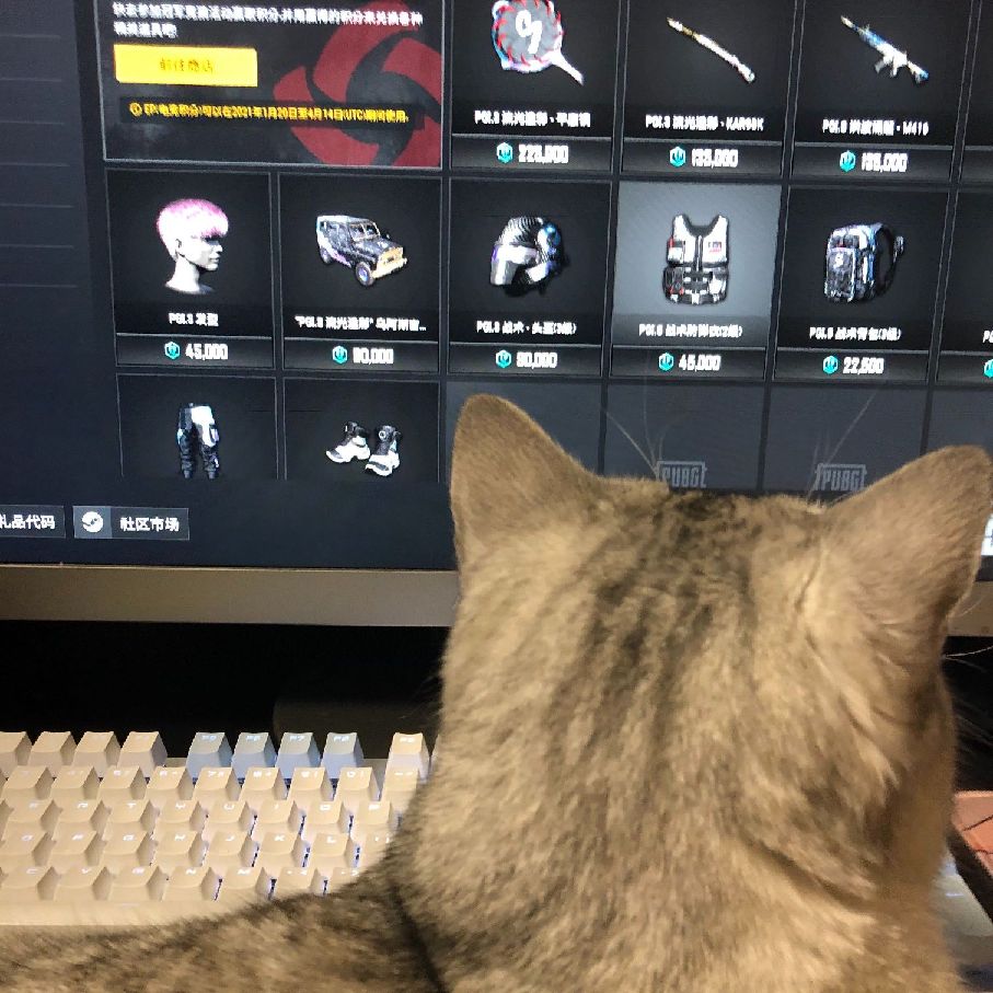 猫图片|宠物猫|猫咪|