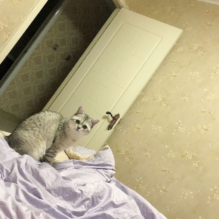 猫图片|宠物猫|猫咪|