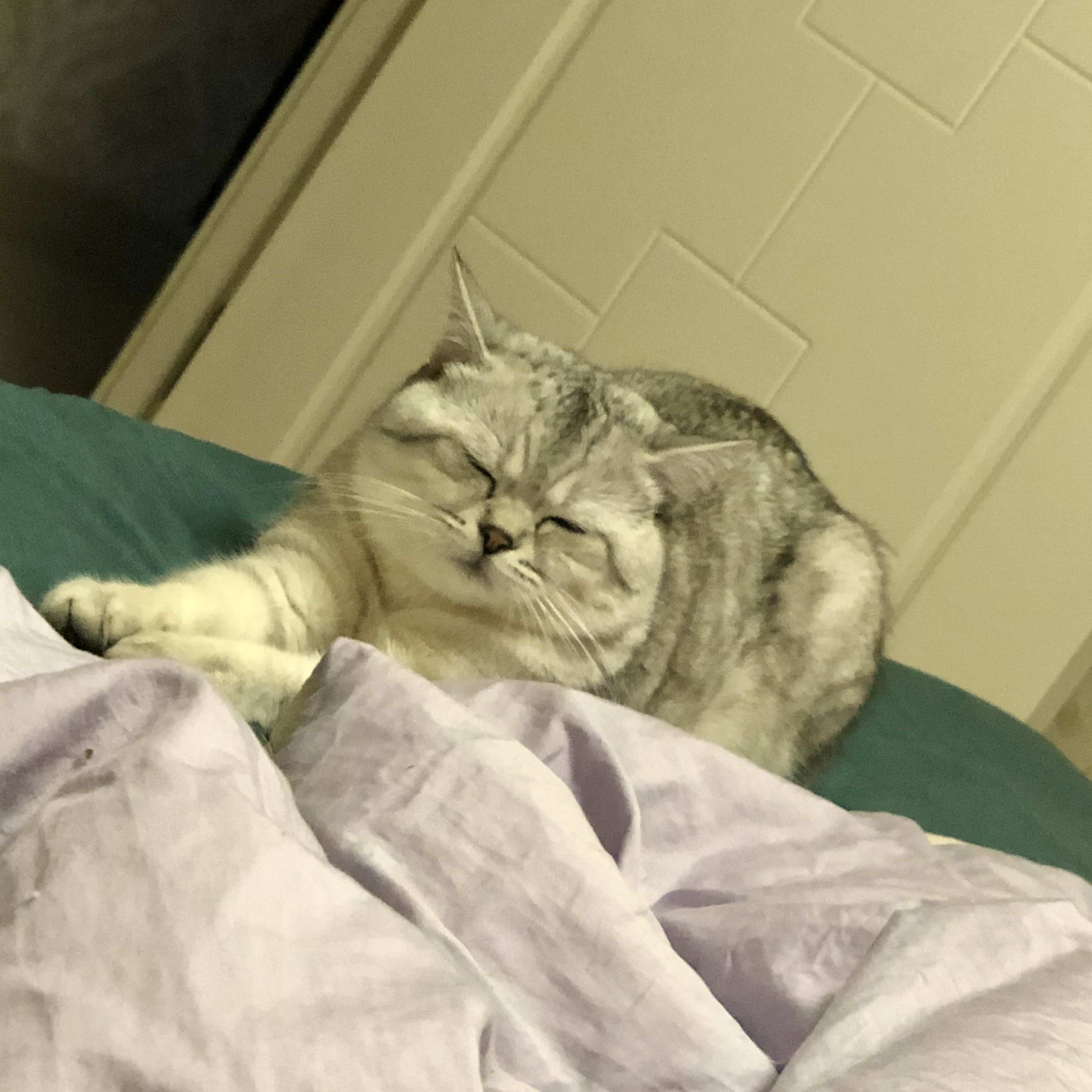 猫图片|宠物猫|猫咪|