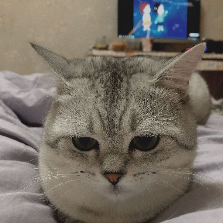 猫图片|宠物猫|猫咪|