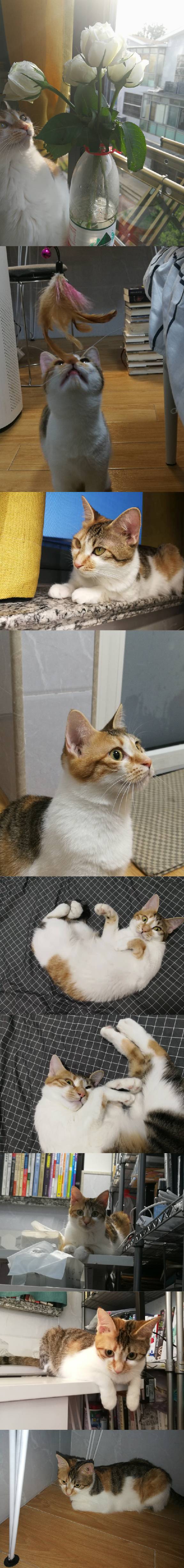 猫图片|宠物猫|猫咪|