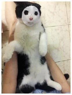 猫图片|宠物猫|猫咪|