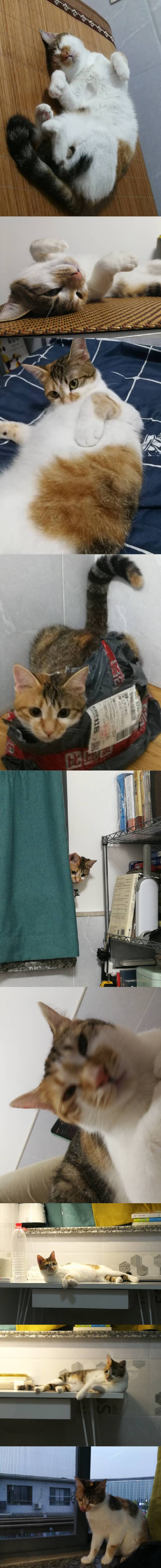 猫图片|宠物猫|猫咪|