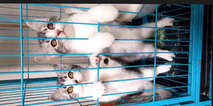 猫图片|宠物猫|猫咪|