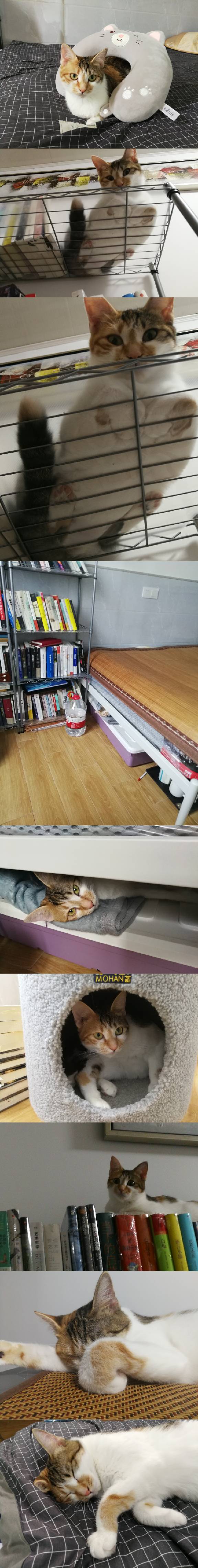 猫图片|宠物猫|猫咪|