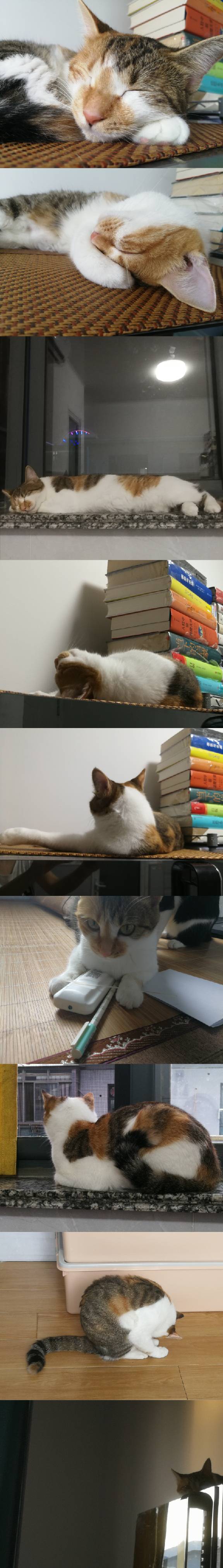 猫图片|宠物猫|猫咪|