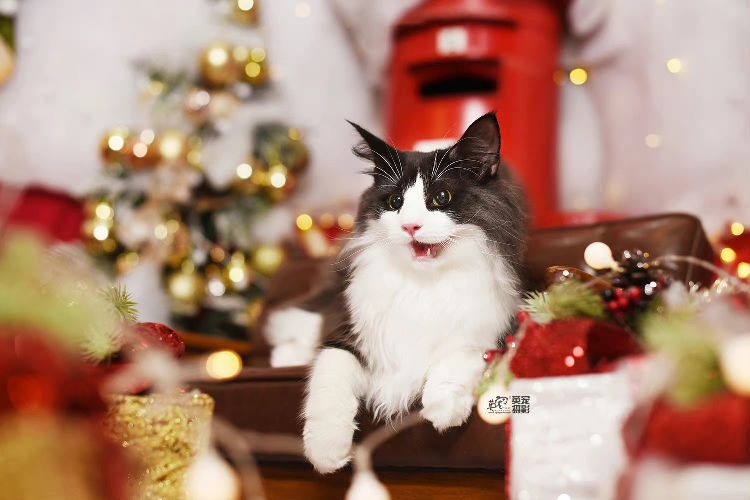 猫图片|宠物猫|猫咪|