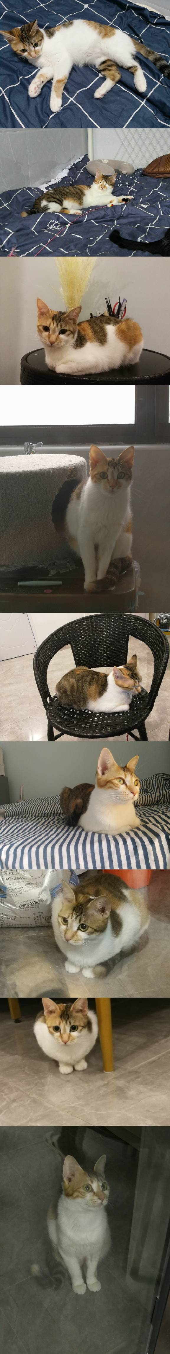 猫图片|宠物猫|猫咪|