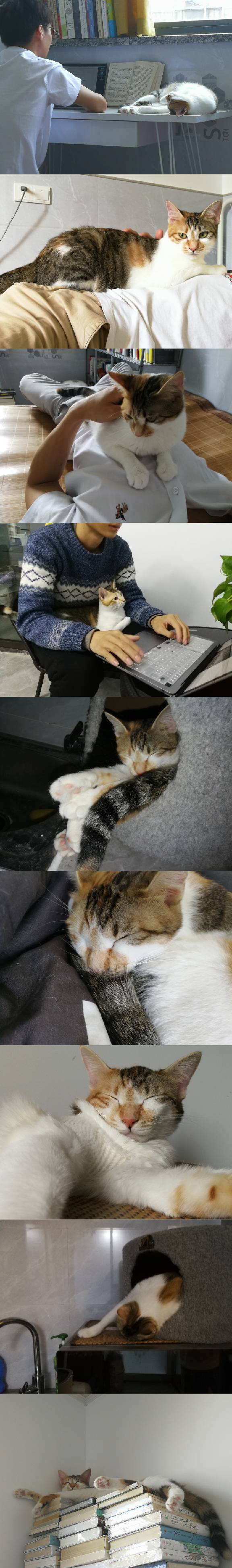 猫图片|宠物猫|猫咪|