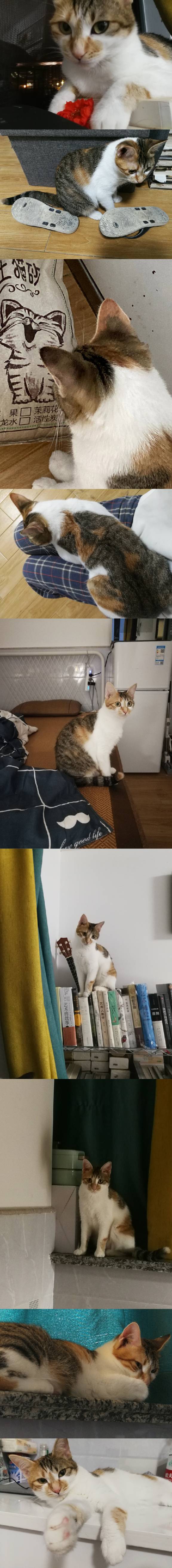 猫图片|宠物猫|猫咪|