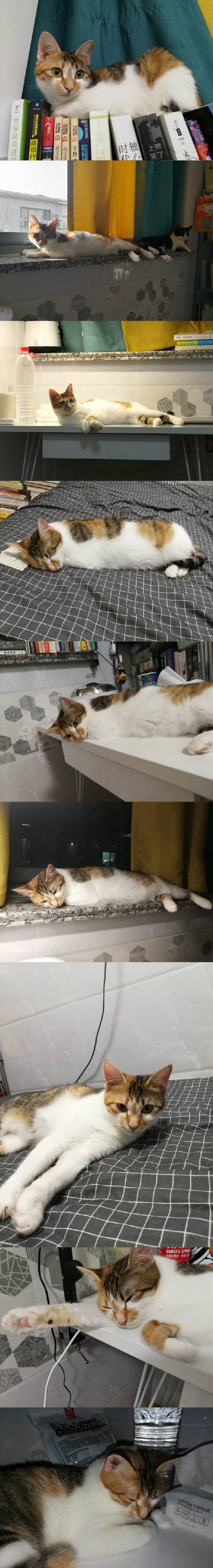 猫图片|宠物猫|猫咪|