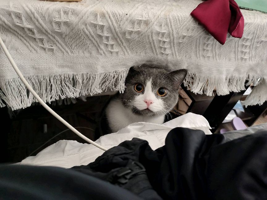 猫图片|宠物猫|猫咪|