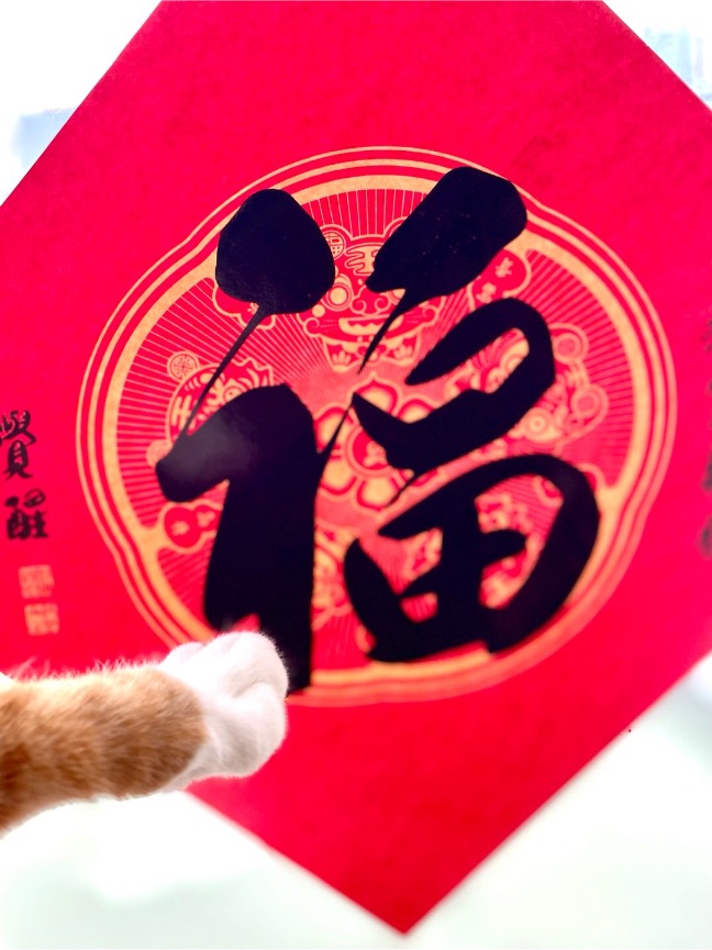 猫图片|宠物猫|猫咪|