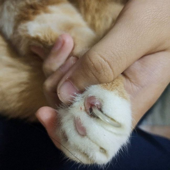 猫图片|宠物猫|猫咪|