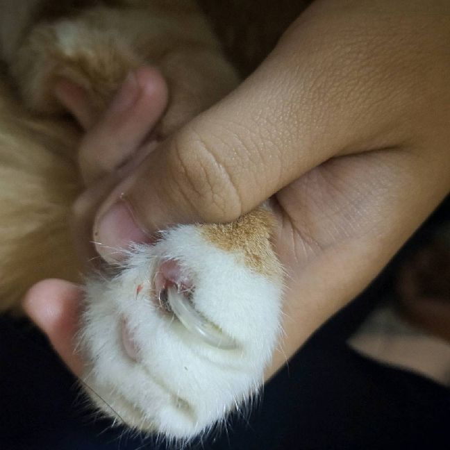 猫图片|宠物猫|猫咪|