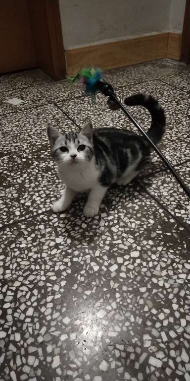 猫图片|宠物猫|猫咪|