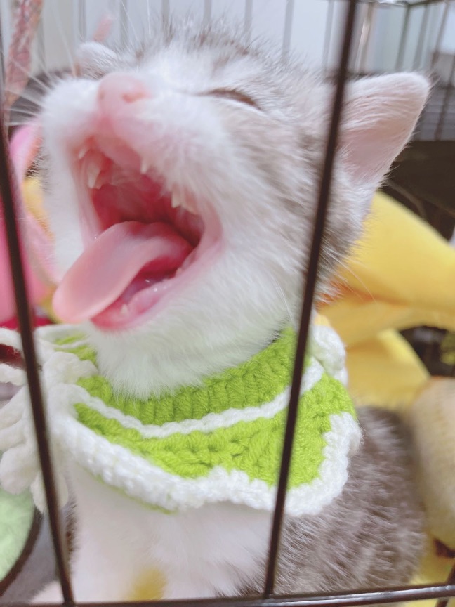 猫图片|宠物猫|猫咪|