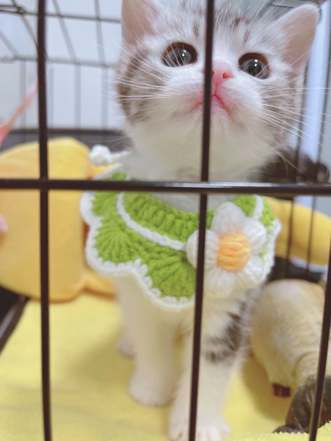 猫图片|宠物猫|猫咪|