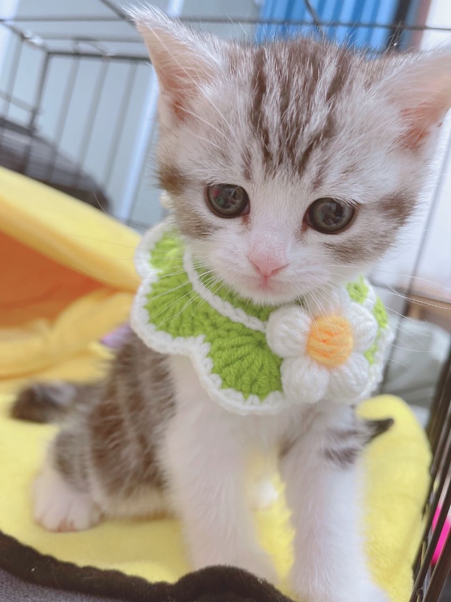 猫图片|宠物猫|猫咪|